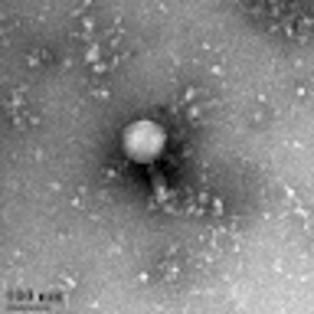 Meet your Posher, Phagephighter